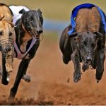 Greyhound Racing Rules and Animal Welfare